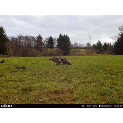 Camera de chasse Dörr Snapshot Cloud 4G