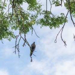 Support à suspendre Europarm pour appelant pigeon