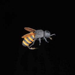 Mouche MDC Abeille
