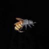 Mouche MDC Abeille