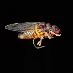 Mouche MDC Cigale