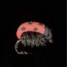 Mouche MDC Coccinelle