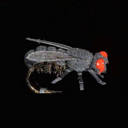 Mouche MDC de maison