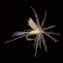 Mouche MDC Ephémère Ornan