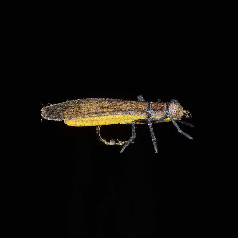 Mouche MDC Grande Perle