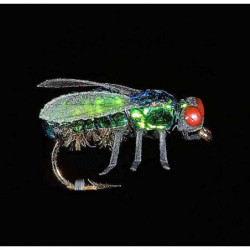 Mouche MDC Mouche noire