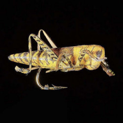 Mouche MDC Sauterelle