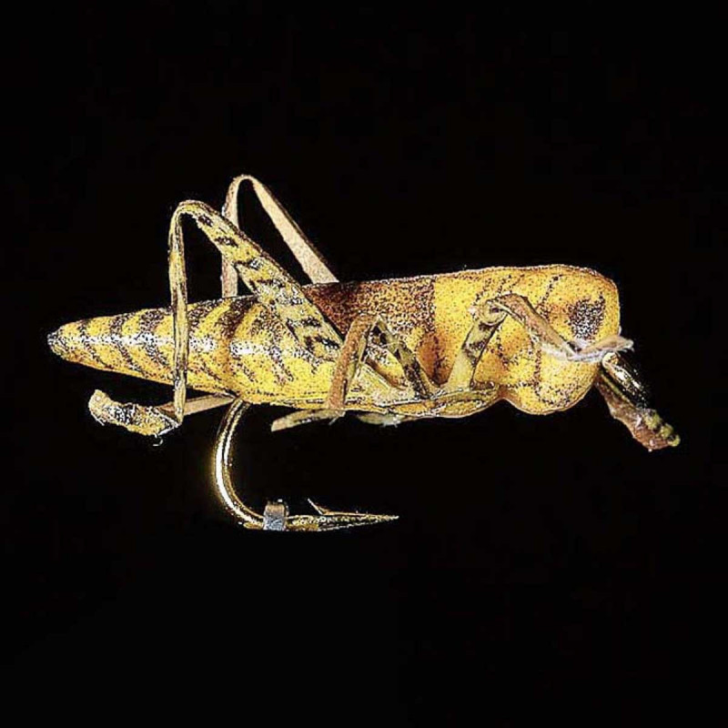 Mouche MDC Sauterelle