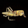 Mouche MDC Sauterelle