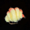 Mouche œuf MDC