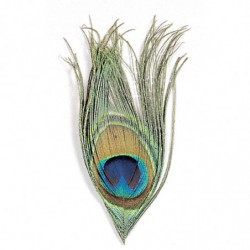 Oeil de paon MDC - Par 2