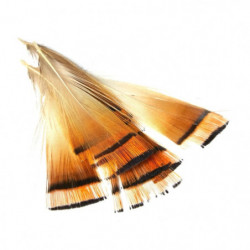 Plume de collerette de...