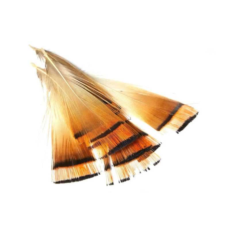 Plume de collerette de faisan MDC