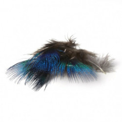 Plume de paon MDC