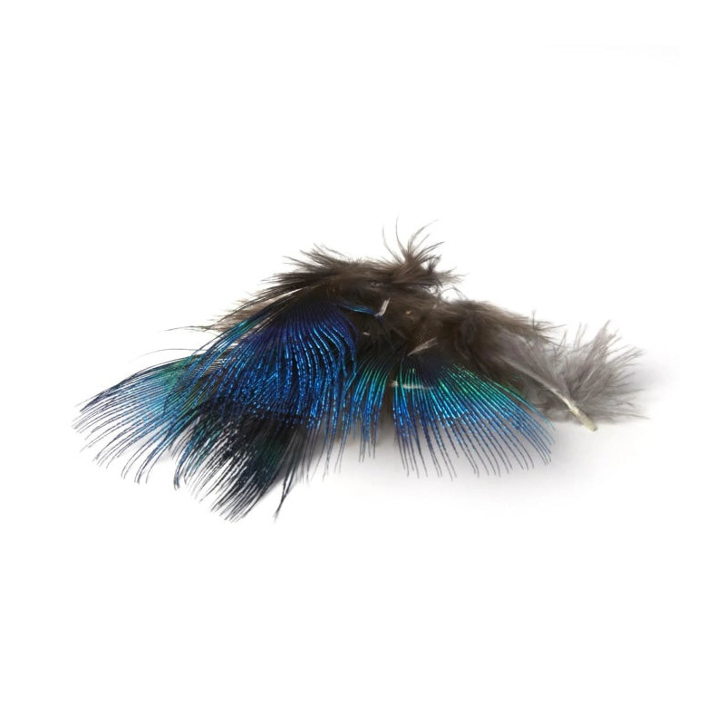 Plume de paon MDC