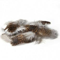 Plume MDC Grouse (tetras)