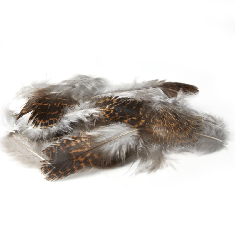 Plume MDC Grouse (tetras)