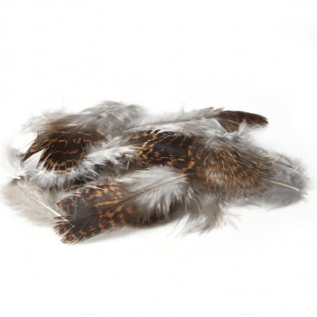 Plume MDC Grouse (tetras)