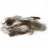 Plume MDC Grouse (tetras)