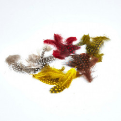 Plumes de pintade MDC - Par 25