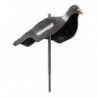 Appelant Europarm pigeon anglais