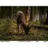 Camera de chasse Dörr Snapshot Limited Black 5.0 S