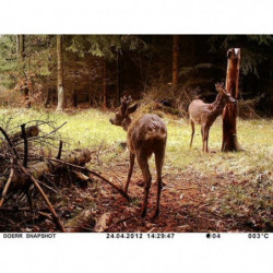 Camera de chasse Dörr Snapshot Mini Black 12 Mégapixel