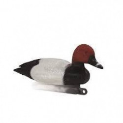 Appelant milouin male Stepland