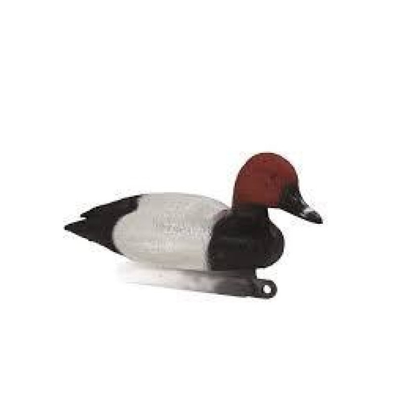 Appelant milouin male Stepland