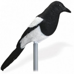 Appelant pied Stepland