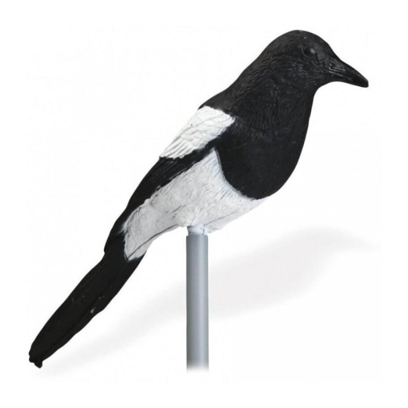 Appelant pied Stepland