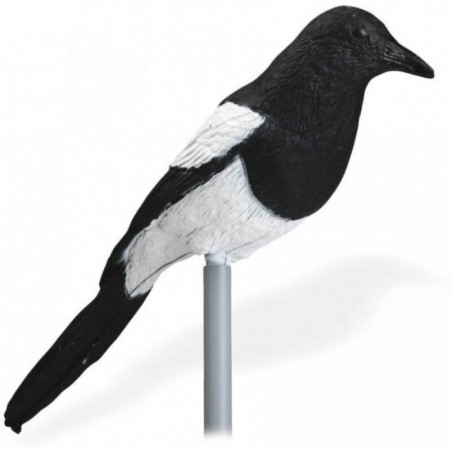 Appelant pied Stepland