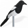 Appelant pied Stepland