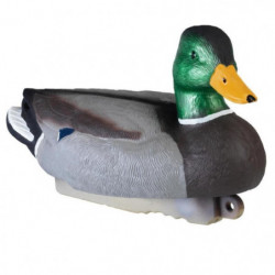 Appelant colvert mâle HD...