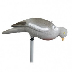 Appelant Stepland Pigeon...