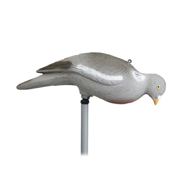 Appelant Stepland Pigeon picoreur sans patte
