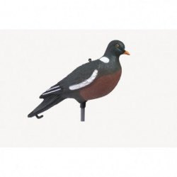 Appelant Stepland Pigeon...