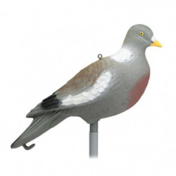 Appelant Stepland Pigeon...
