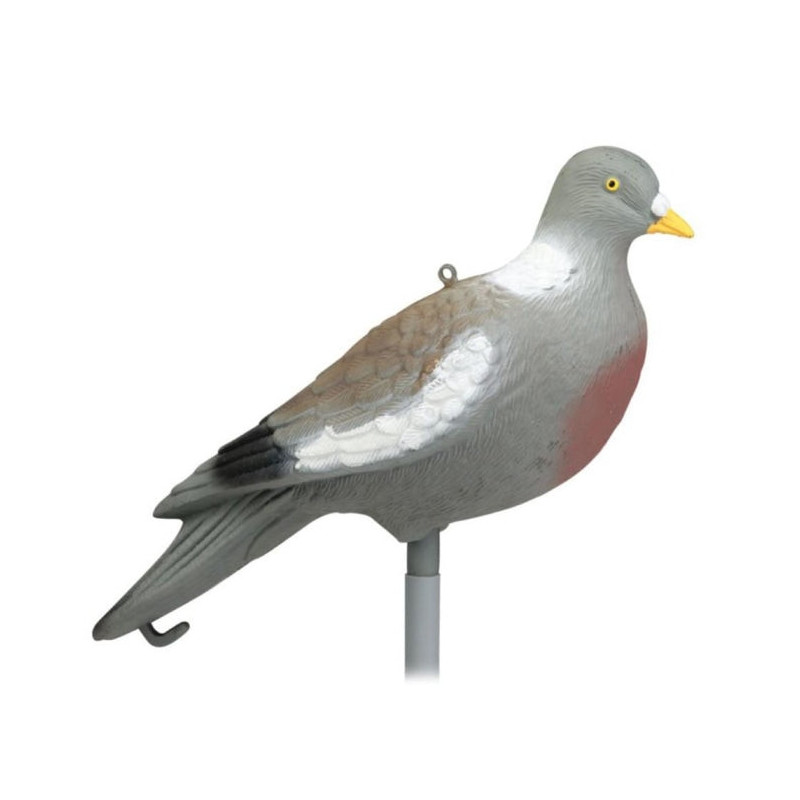 Appelant Stepland Pigeon sans patte