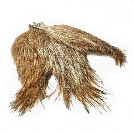 Cou de coq de léon Whiting Pardo