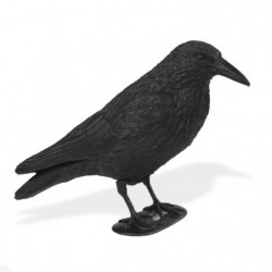 Appelant corbeau sur pied...