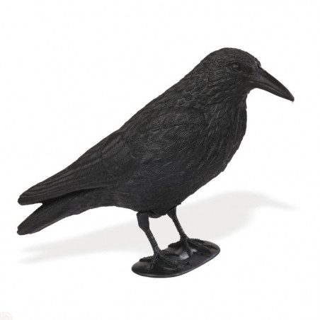 Appelant corbeau sur pied Stepland