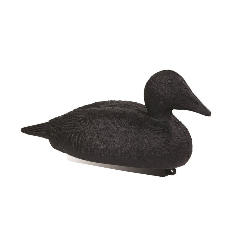 Appelant eider noir Stepland