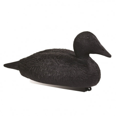 Appelant eider noir Stepland