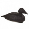 Appelant eider noir Stepland