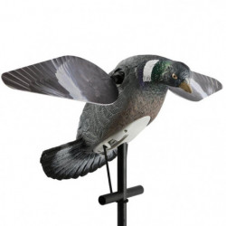 Appelant pigeon HD Europarm...